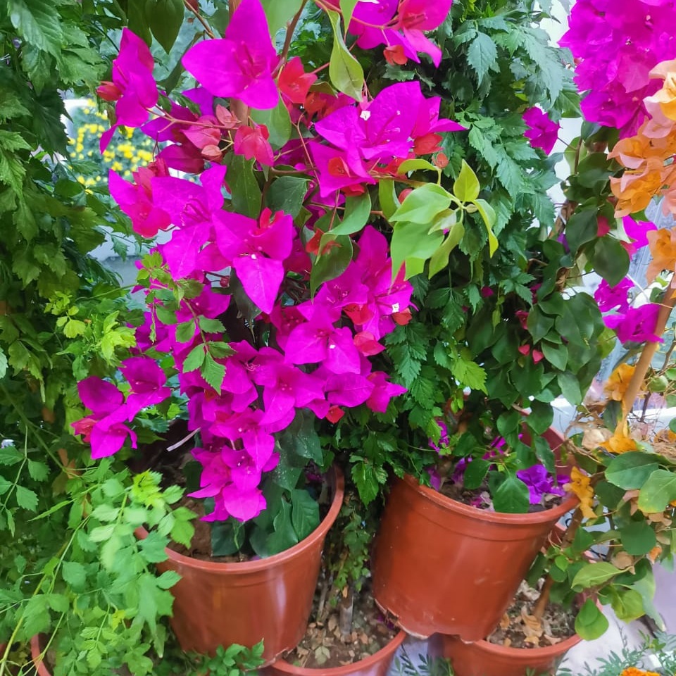 تنسيق الحدائق