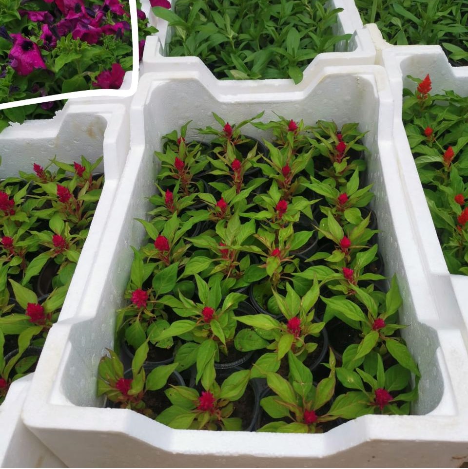 تنسيق الحدائق